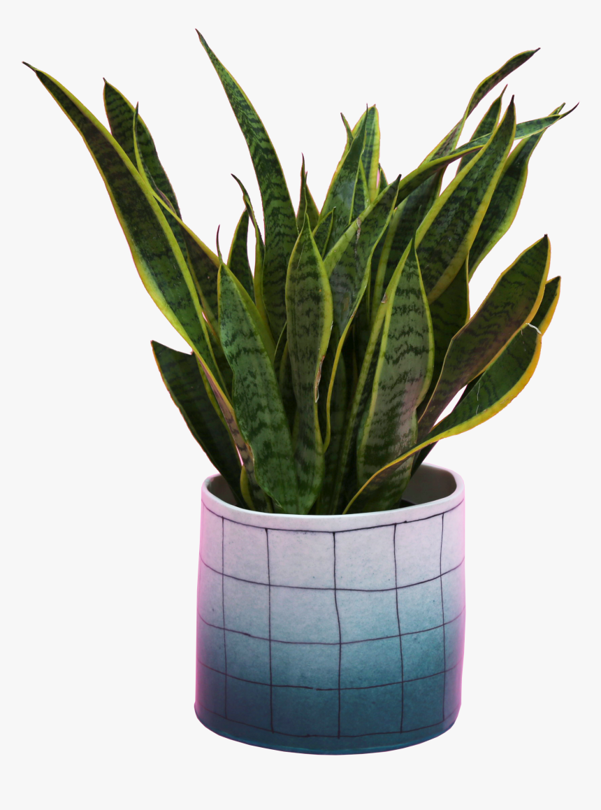 Planters Png, Transparent Png