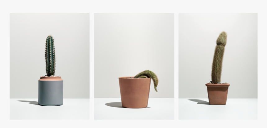 Cactuses 01, HD Png Download