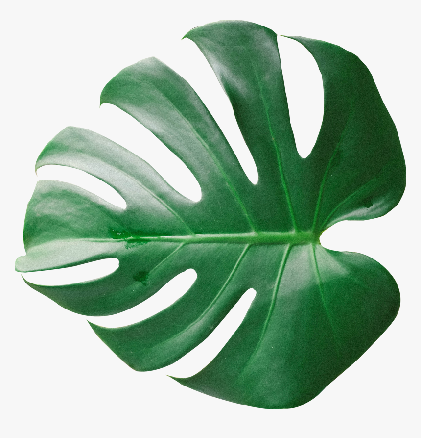Palm Plant Png, Transparent Png