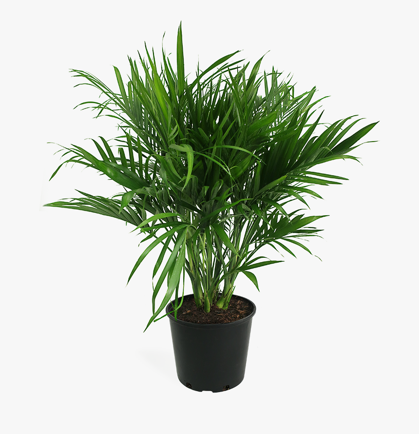 Palm Trees, HD Png Download