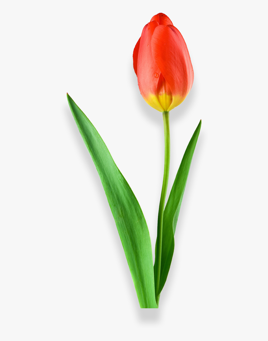 Sprenger's Tulip, HD Png Download
