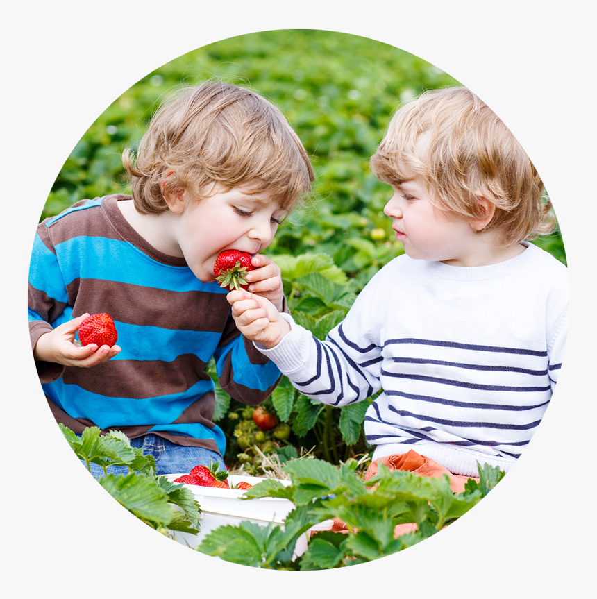 Toolboxgb Prek - Kids Strawberry Picking, HD Png Download