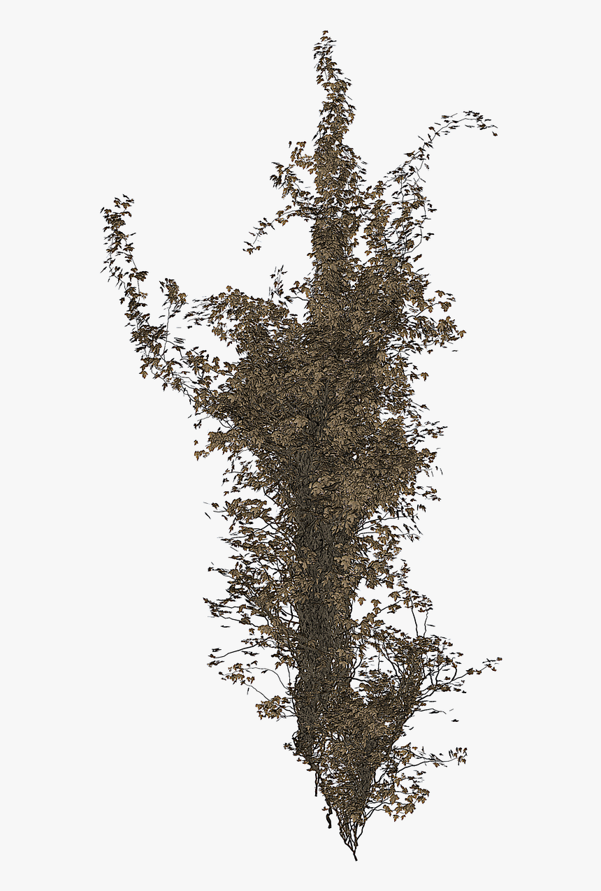 Isolated Tree Ivy Tree - Portable Network Graphics, HD Png Download