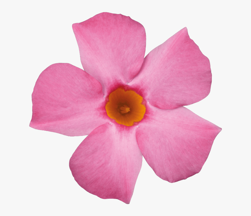 Rocktrumpet, HD Png Download