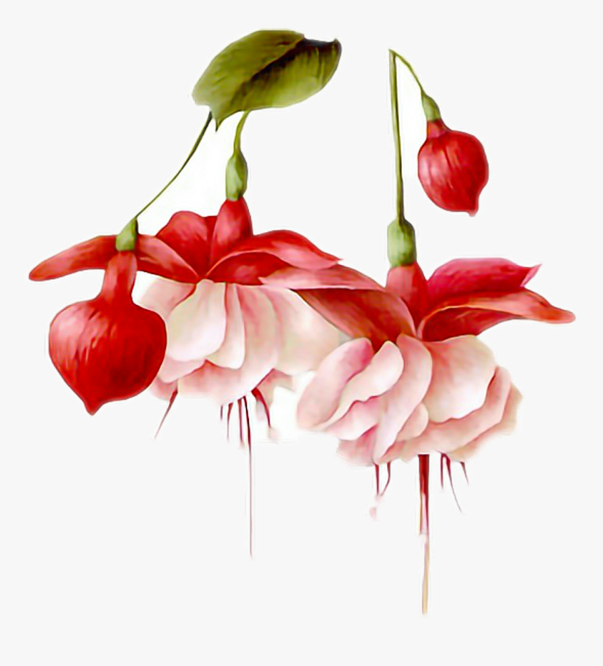 #flowers #hanging #pretty #pink #red #leaf #bulb #freetoedit - Hummingbird Watercolor By A Flower, HD Png Download