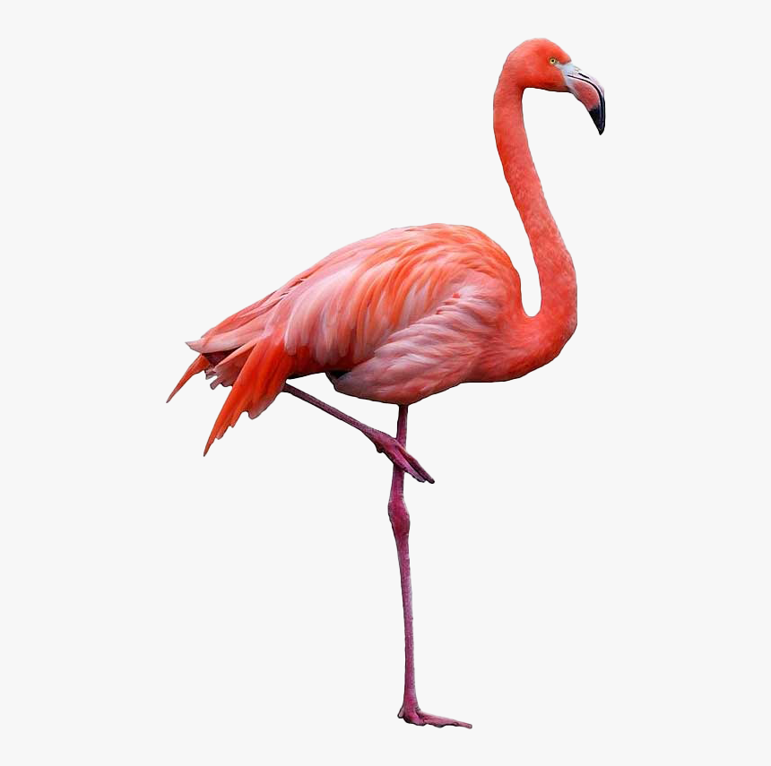 Flamingo Clipart, HD Png Download