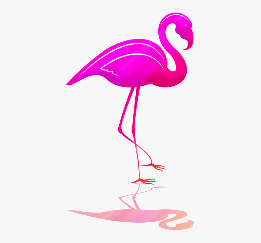 Greater Flamingo, HD Png Download