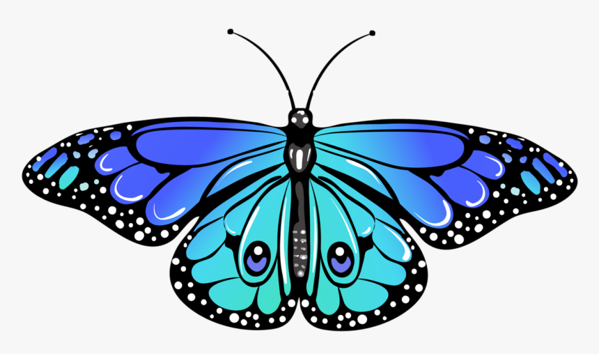 Limenitis, HD Png Download