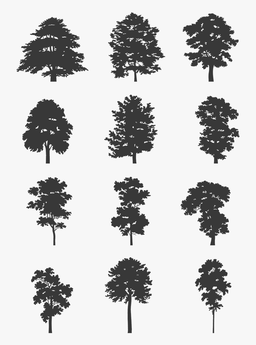 White Pine, HD Png Download