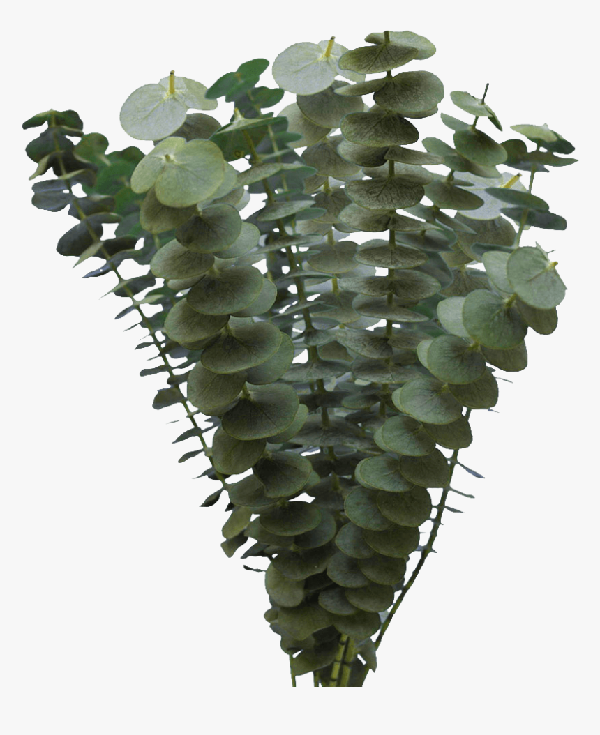 Fresh Eucalyptus Flower Online For Sale - Tree, HD Png Download