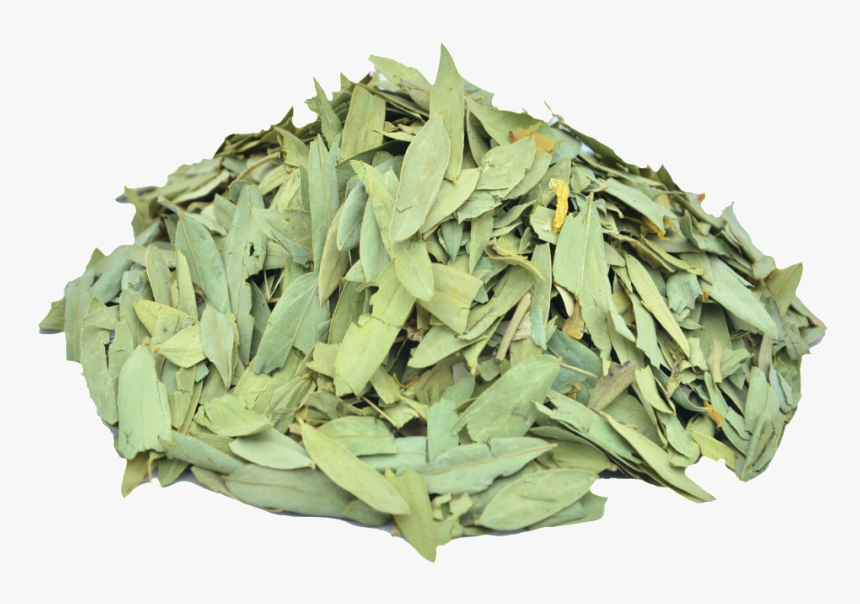 Eucalyptus Leaves Png, Transparent Png