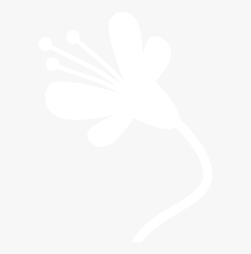 Still Life Photography, HD Png Download