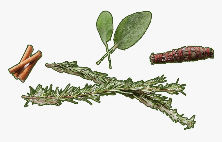 Logs Of Cinnamon - Common Sage, HD Png Download