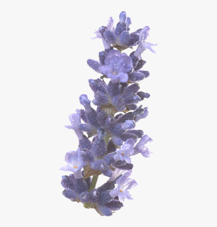 English Lavender, HD Png Download