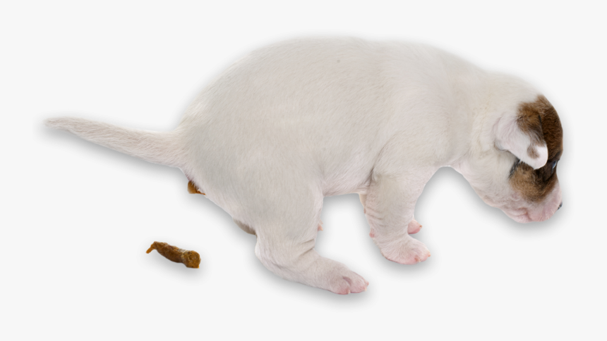 Rat, HD Png Download
