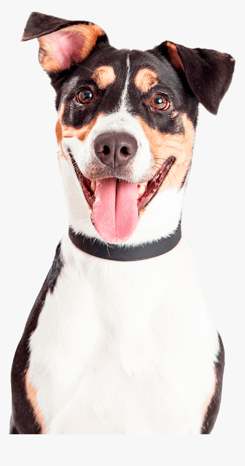 Animal Head Shot Happy, HD Png Download