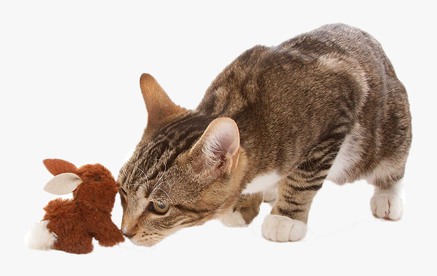 Cat Easter Basket - Domestic Short-haired Cat, HD Png Download