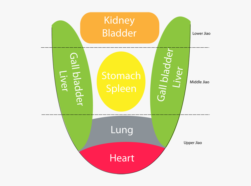 Tongue Related To Body, HD Png Download