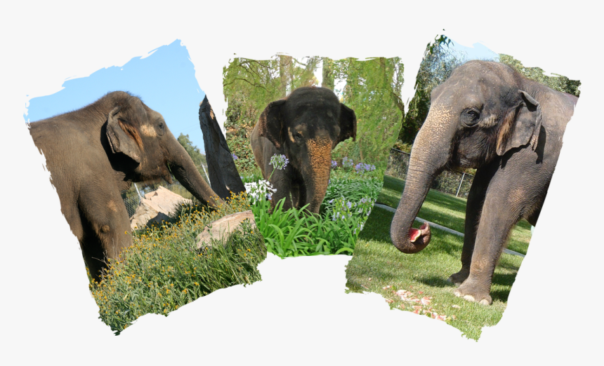 Picture - Indian Elephant, HD Png Download