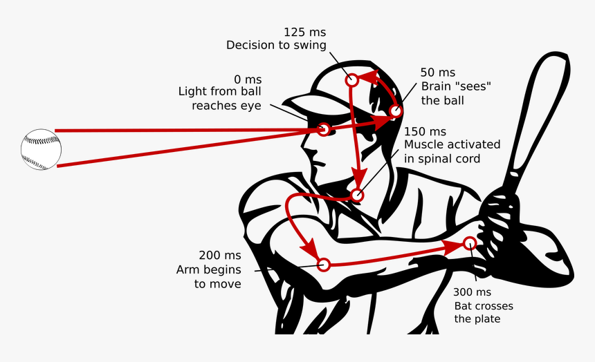 Reaction Time Png - Reaction Time For Baseball Hitters, Transparent Png