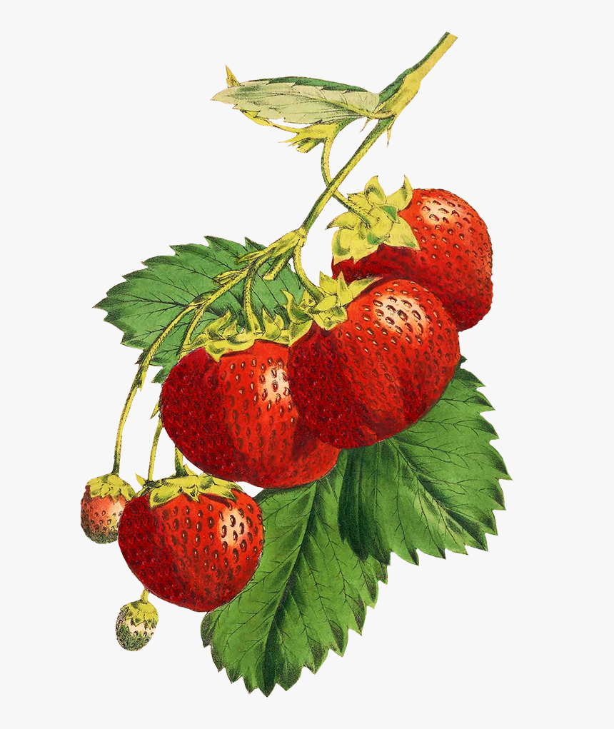 Strawberries For Scrapbooking - Illustration, HD Png Download