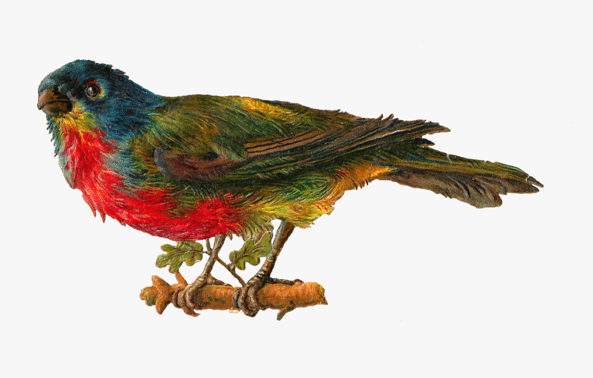 Transparent Birds Victorian, HD Png Download