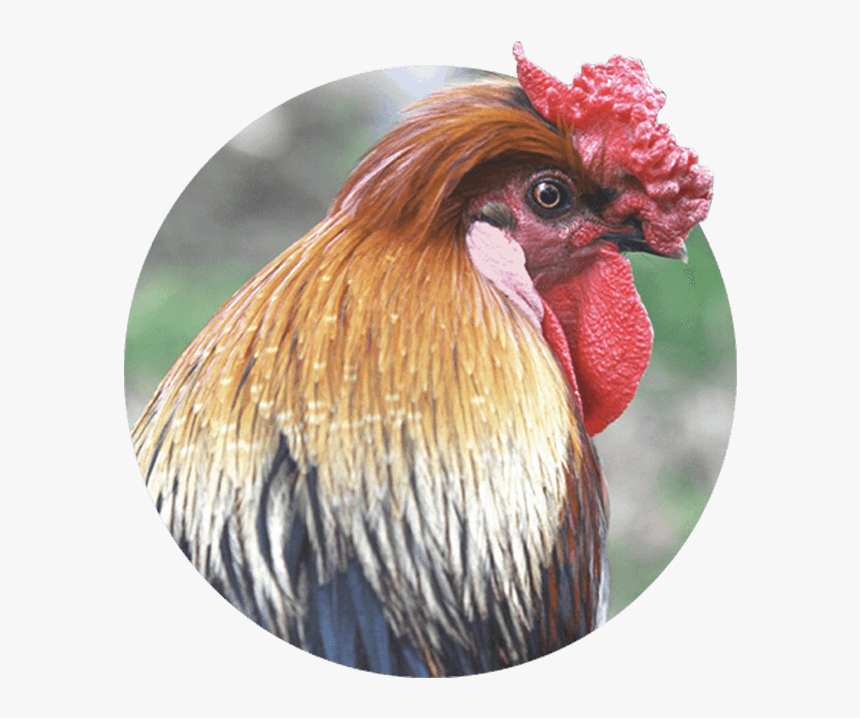 Rooster, HD Png Download