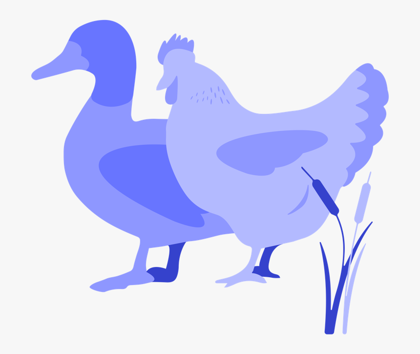 Chicken, HD Png Download