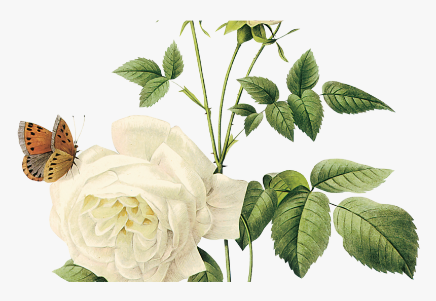 Arrow White Left Arrow Transparent Background Image - White Flowers Png Transparent, Png Download