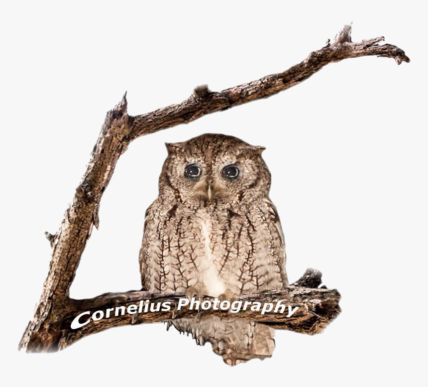 Owl Logo Ready - Great Horned Owl, HD Png Download