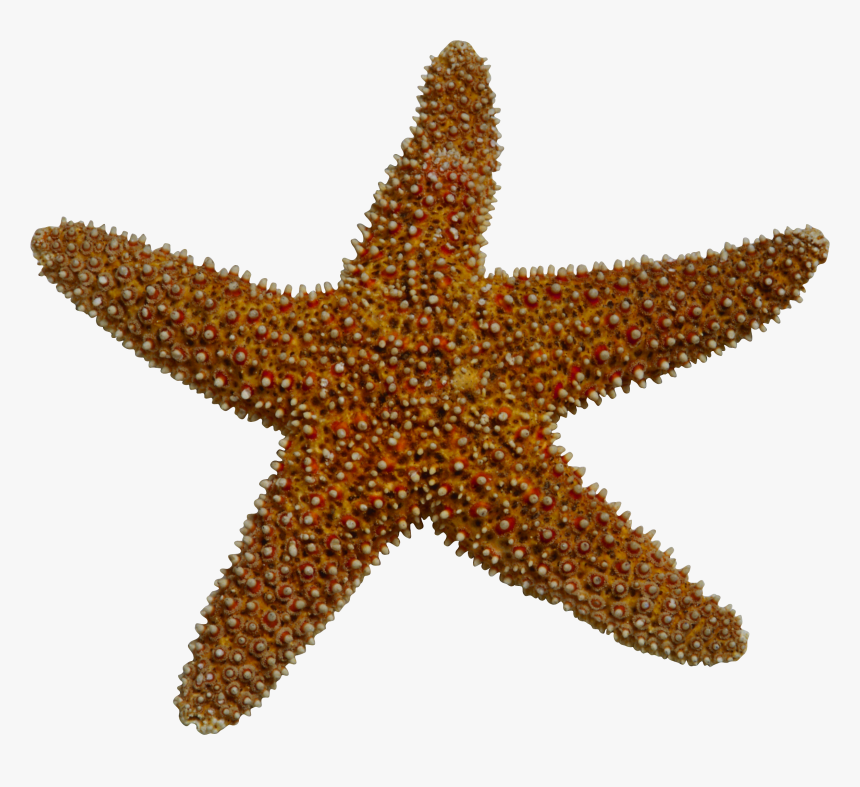 Realistic Clipart Starfish - Invertebrates Png, Transparent Png