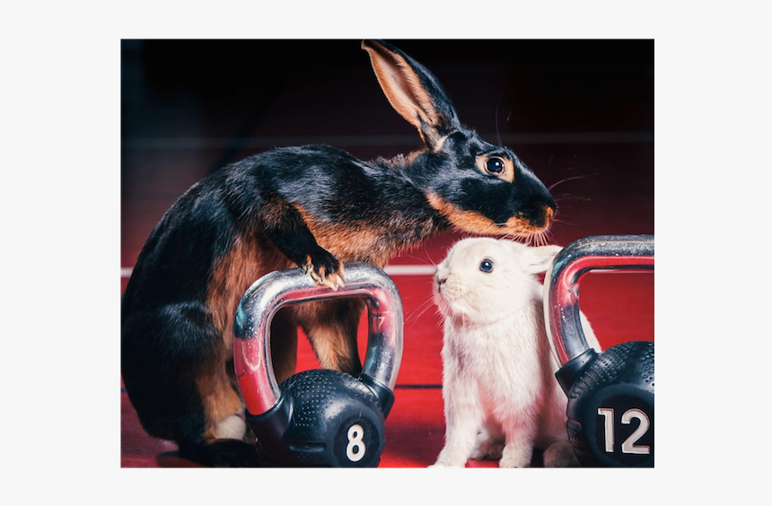 Rabbit Easter Myfit Fitness Dumbells Blog - Easter, HD Png Download
