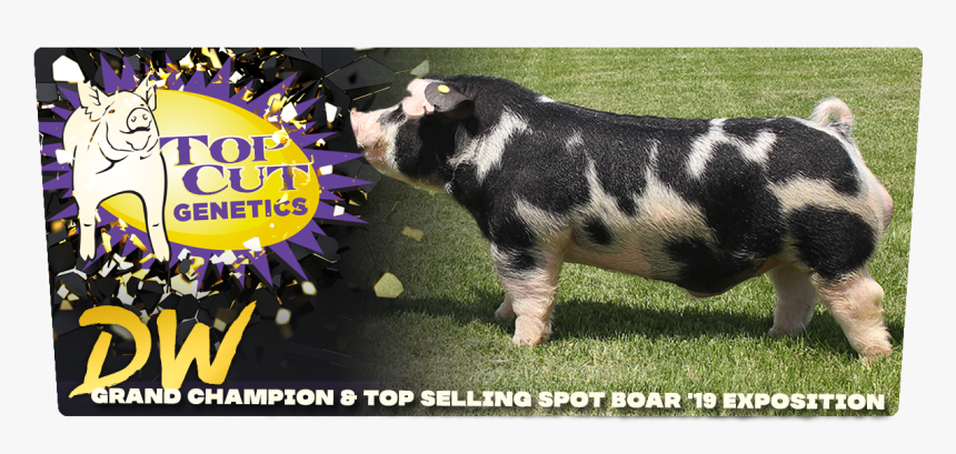 # - Domestic Pig, HD Png Download