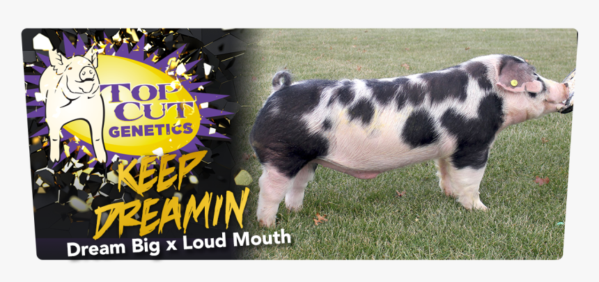 # - Domestic Pig, HD Png Download