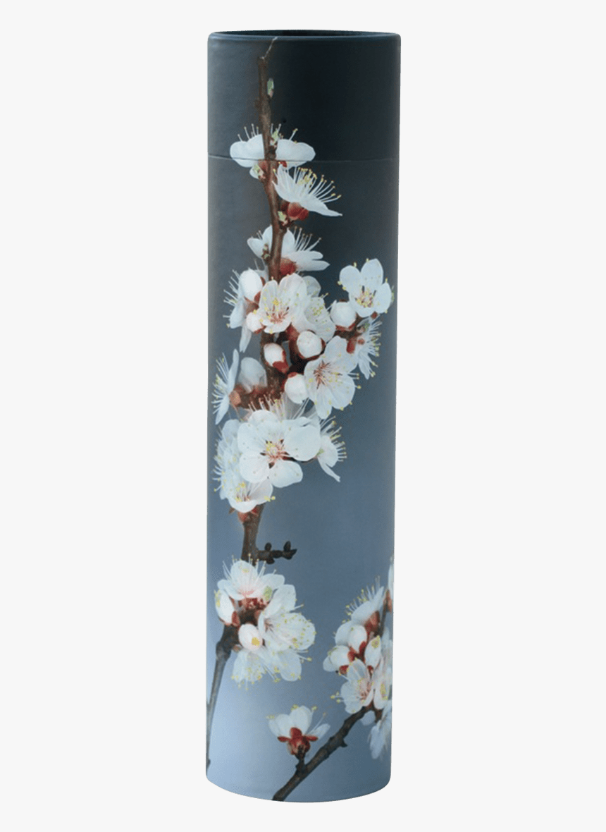 Cherry Blossom, HD Png Download