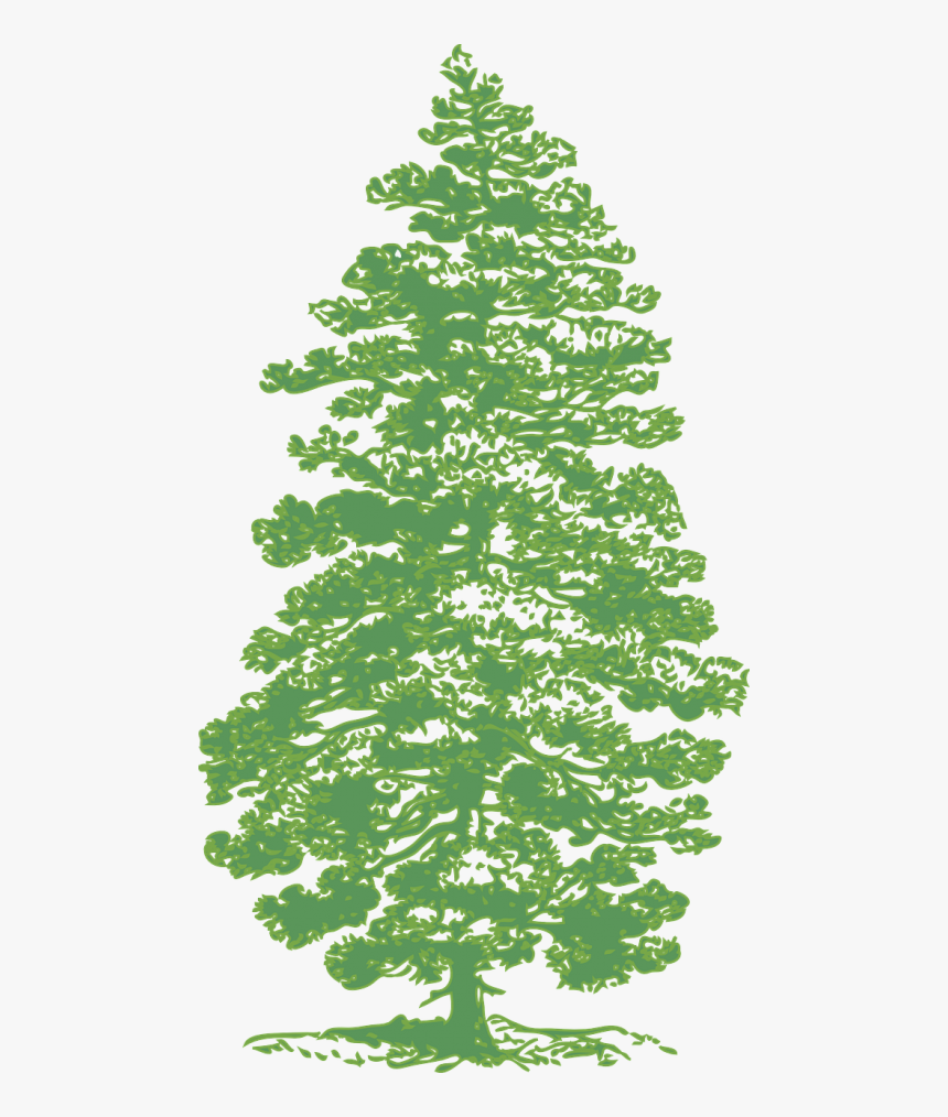 Transparent Tall Pine Tree Silhouette Png - Green Fir Tree Silhouette, Png Download