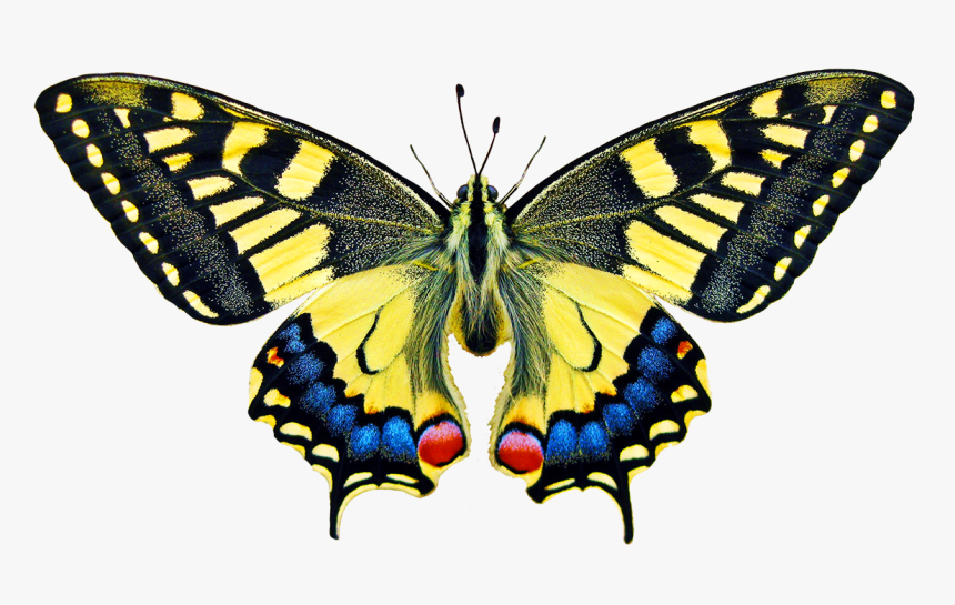 Swallowtale Butterfly Clipart - Swallowtail Butterfly, HD Png Download