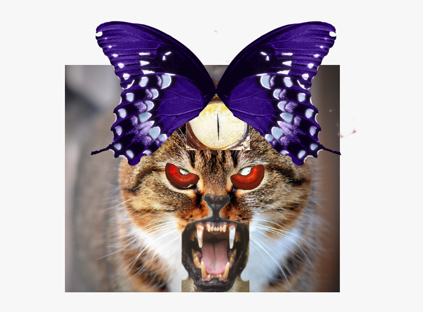 Cats With Blue Eyes, HD Png Download