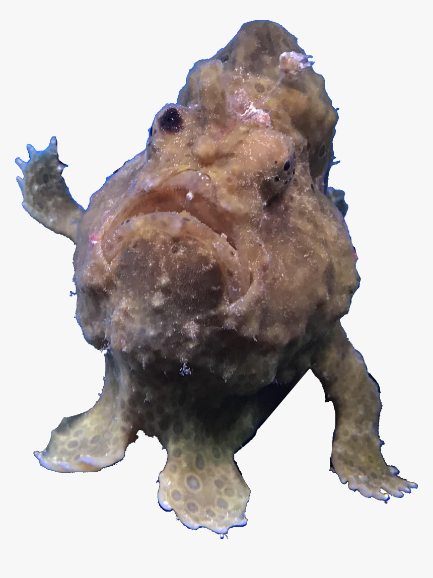 Frog Fish Leaning On Aquarium Wall - Bison, HD Png Download