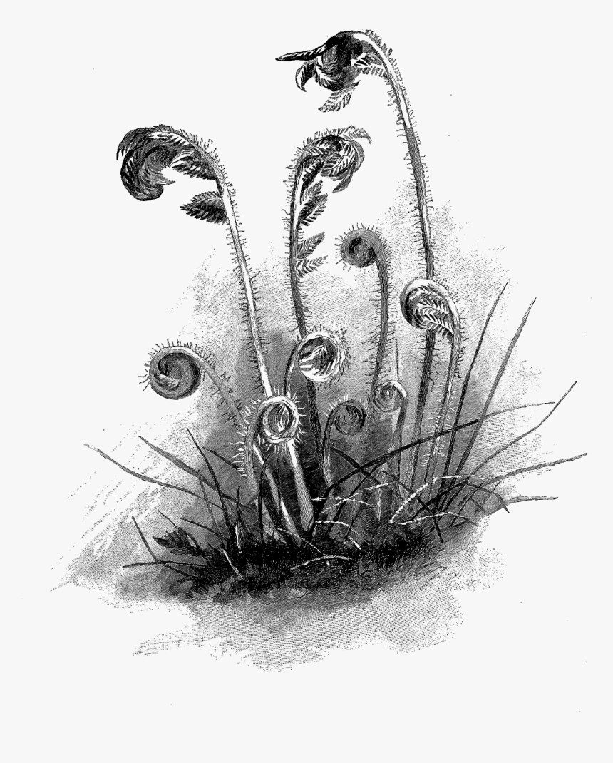 Botanical Fern Illustration, HD Png Download