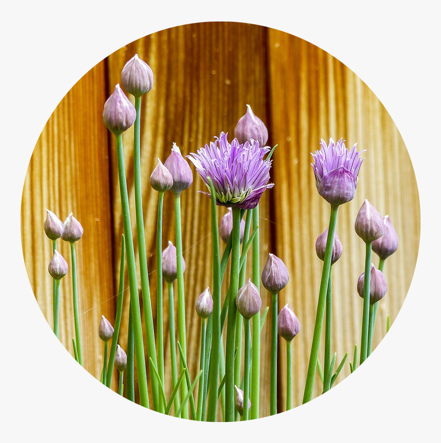 Gardencompanion - Herb Gardens Design Ideas, HD Png Download