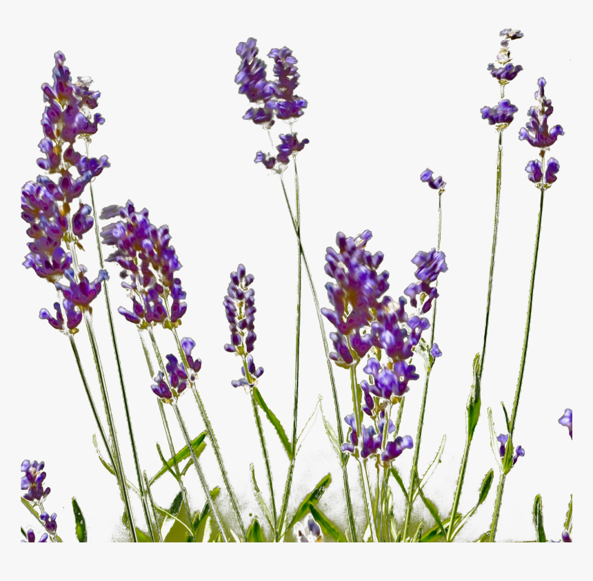 English Lavender, HD Png Download