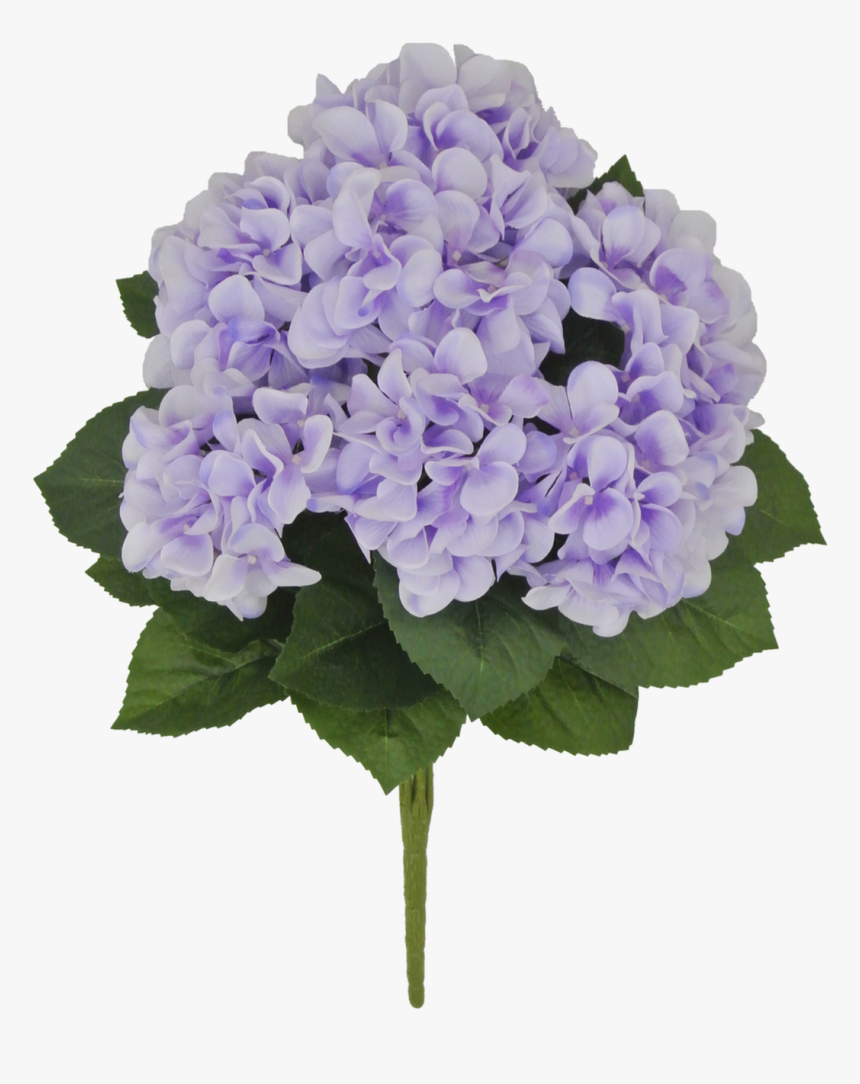 22 - Hydrangea, HD Png Download
