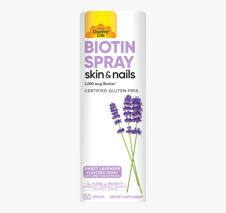 English Lavender, HD Png Download