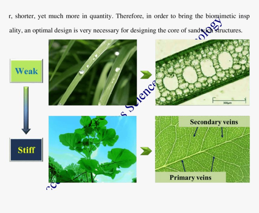 Plant Pathology, HD Png Download