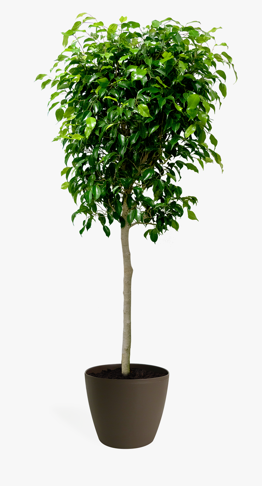 Murder Ficus, HD Png Download
