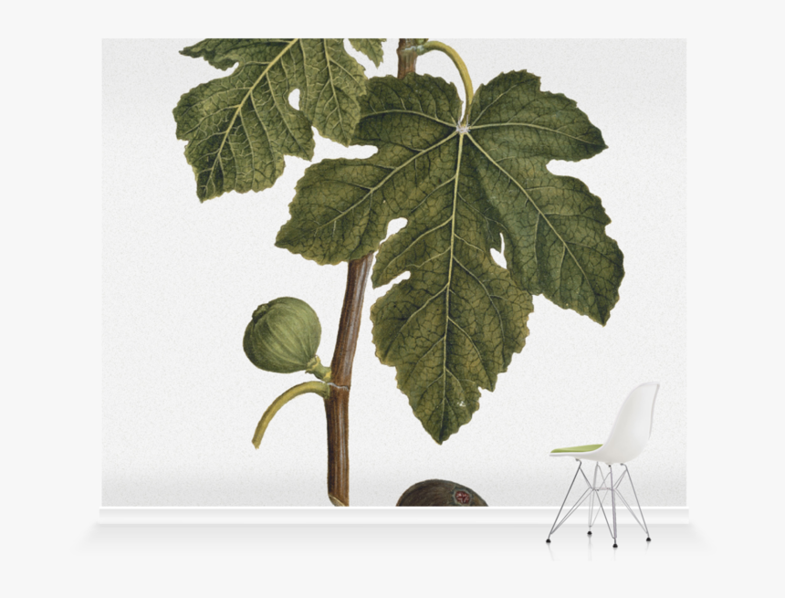 Vitis, HD Png Download