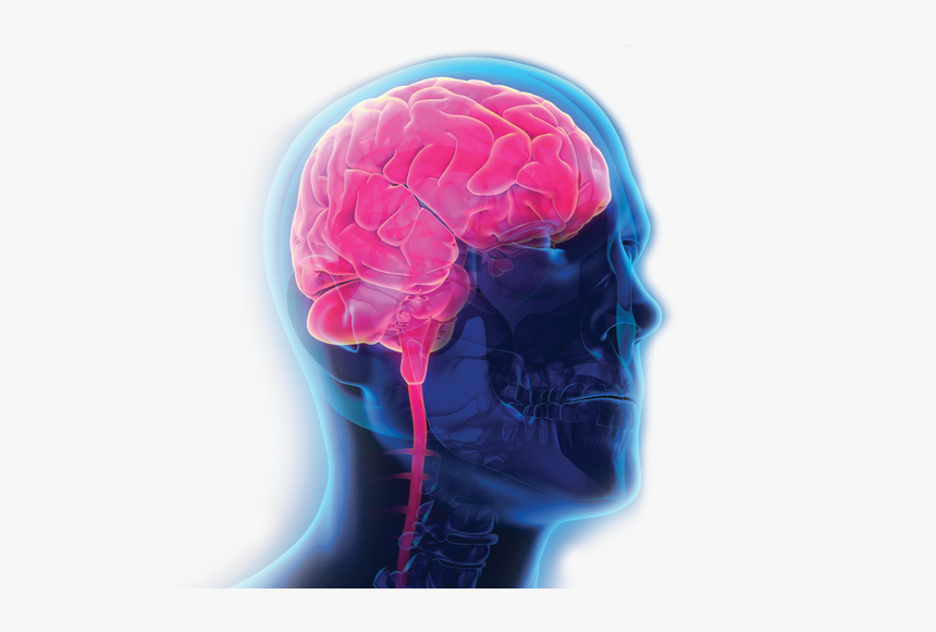 Traumatic Brain Injury And Addiction Treatment - Persian Buttercup, HD Png Download