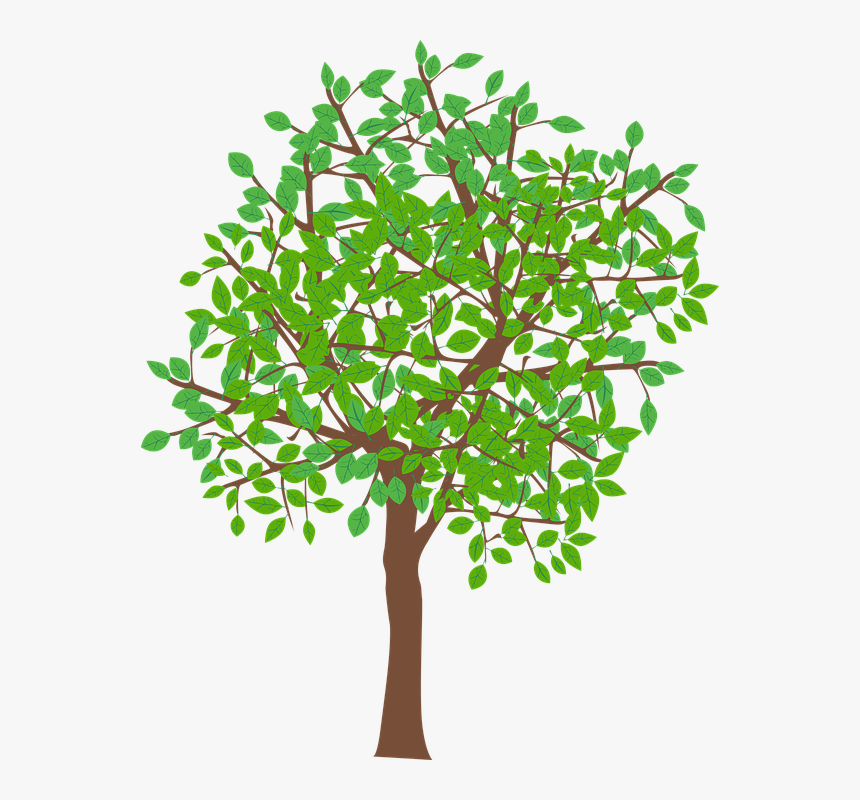 Tree Illustration Vector Png, Transparent Png