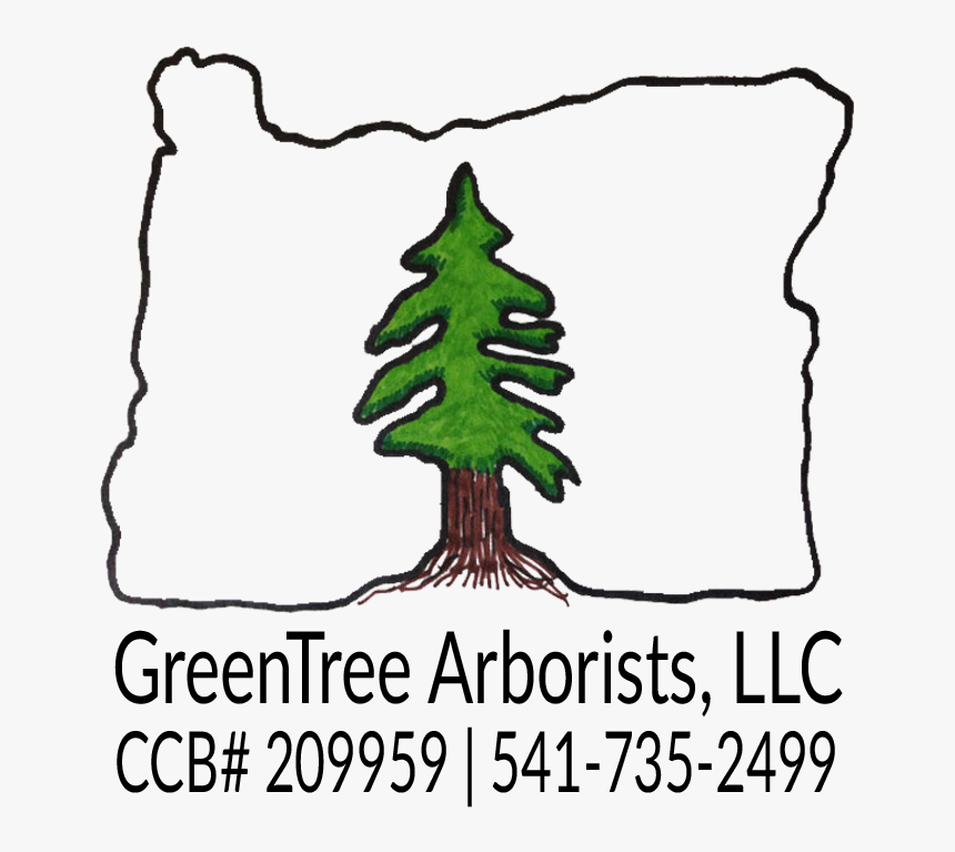 Greentree Arborists - Colorado Spruce, HD Png Download